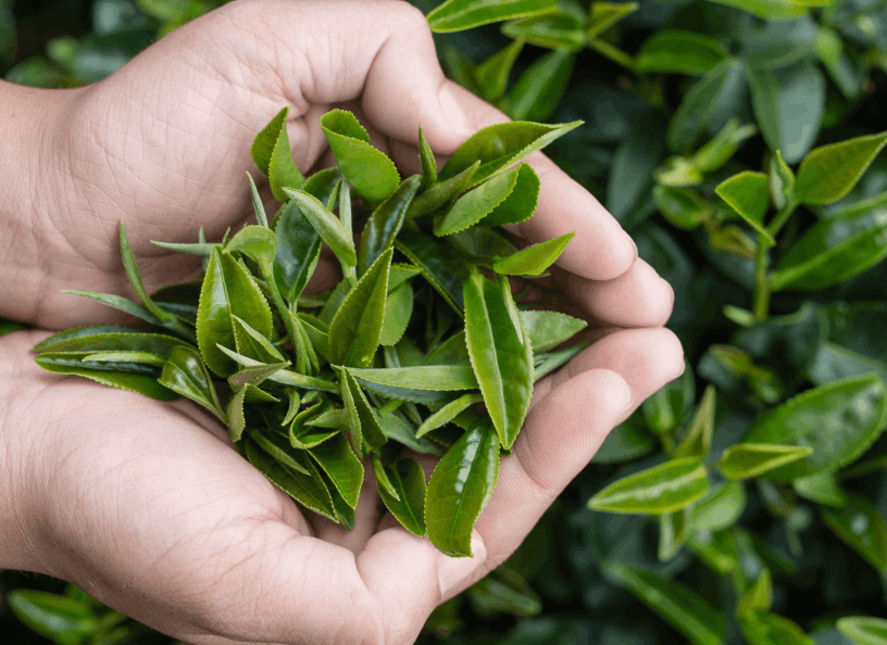 ReviTag Ingredients
